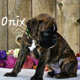 Boy 2 - Brindle Boxer puppy in Cove, Oregon from Luna Ray Boxers