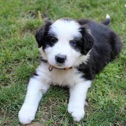 Border Collie Puppies from Team Reeves Ranch