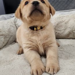 Margo (yellow collar) - Yellow female Labrador Retriever puppy in Greenwich, Ohio from Pure Gem Kennel