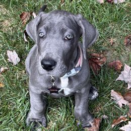Laceys - Blue female Great Dane puppy in Bay Shore, New York from Gentle Giant Companions