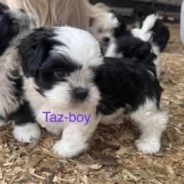 Taz - Parti male Lhasa Apso puppy in Snover, Michigan from Lhasa Fur Life
