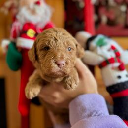 Bliss - Red  male Goldendoodle puppy in Miami, Florida from Milk Drunk Doodles And Poodles