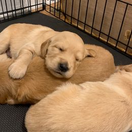 Golden Retriever Puppies from Golden Stone Retrievers ext.