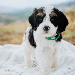 Teal Collar - Black white and tan female Cockapoo puppy in Missoula, Montana from Big Sky Cockapoos