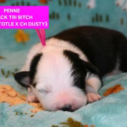 Penne - Black tri-color female Australian Shepherd puppy in Asotin, Washington from Sierra Cisco Farms