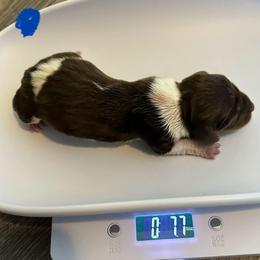 Coney - Chocolate and tan male Dachshund puppy in Park Hills, Missouri from Ozark Miniature Dachshunds