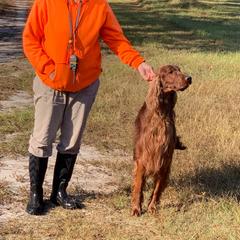 Irish Setter All Grown Up from Rumraisin Irish Setters