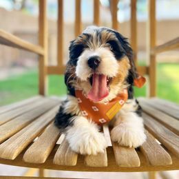 Aussiedoodle and Bernedoodle Puppies from Arizona Bernedoodles