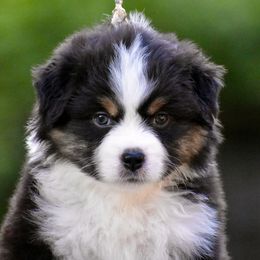 Australian Shepherd and Miniature American Shepherd Puppies from Bright Heart Aussies & Miniature American Shepherds