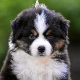 Australian Shepherd and Miniature American Shepherd Puppies from Bright Heart Aussies & Miniature American Shepherds