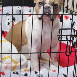 Mimmy - Boston Terrier