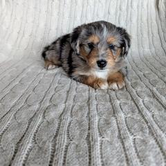 Diego - male Australian Mountain Doodle puppy in Winchester, Virginia from Morningstar Goldendoodles