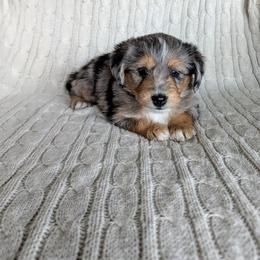 Diego - male Australian Mountain Doodle puppy in Winchester, Virginia from Morningstar Goldendoodles
