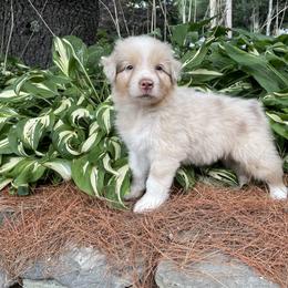 Bobby - Red merle male Australian Shepherd puppy in Winslow, Maine from Cowboy Aussies