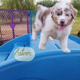 Astaire - The Leading Man - Red merle male Australian Shepherd puppy in Pittsville, Wisconsin from Match Dot Pup