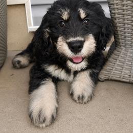 Nala (Purple)- Ready NOW - female Golden Mountain Doodle puppy in Boiling Springs, South Carolina from OlliePups, LLC
