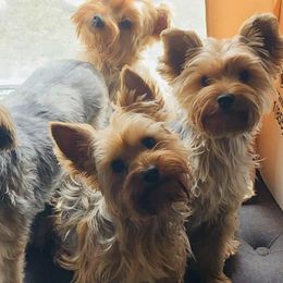 Yorkshire Terriers from Niki’s Yorkies
