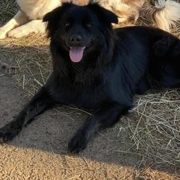 Cinder - Australian Shepherd