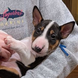 Swayze - Black tan and white male Miniature Bull Terrier puppy in London, Kentucky from Barton's Miniature Bull Terrier