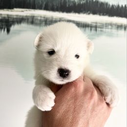 Polar - White male Samoyed puppy in Tremonton, Utah from Sugar Sweet Samoyeds