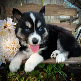 Lola - Black tan and white female Siberian Husky puppy in Union Grove, Alabama from Southern Siberian Life