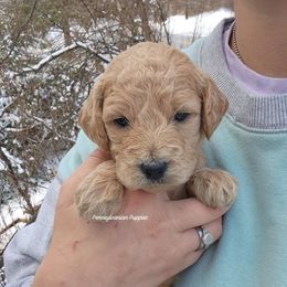Jingle Bells - Apricot male Goldendoodle puppy in Pennsylvania from Pennsylvanian Puppies