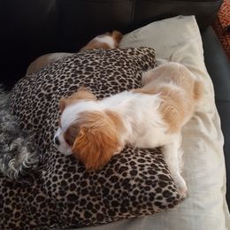 Cavalier King Charles Spaniel Puppies from Phoenix Rose Cavalier King Charles