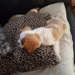 Cavalier King Charles Spaniel Puppies from Phoenix Rose Cavalier King Charles