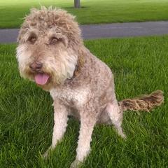 Labradoodles from Famous Doodles