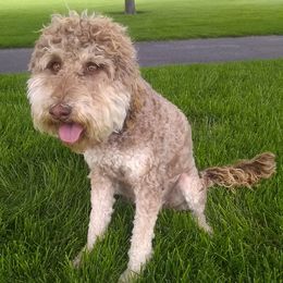 Labradoodles from Famous Doodles