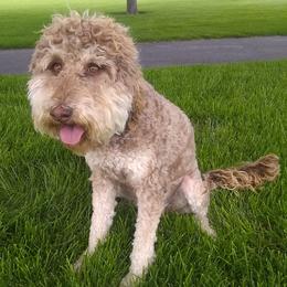 Labradoodles from Famous Doodles