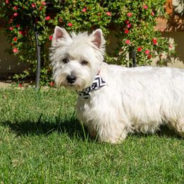 Mr Q - West Highland White Terrier