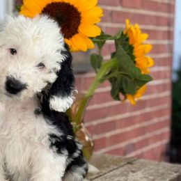 Tinkerbell - Sheepadoodle puppy from Redcay's Mini Bernedoodles