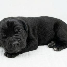 Girl 4 - Black female Cane Corso puppy in Haslet, Texas from Trained To Go Corso Kennels (T.T.G. Corso Kennels)