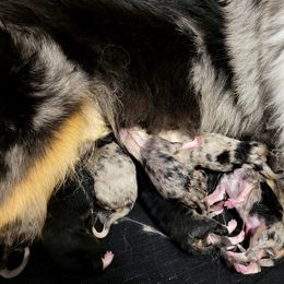 Collie Puppies from Katrina's Collies