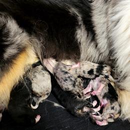 Collie Puppies from Katrina's Collies