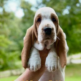 Teddy - Red and white male Basset Hound puppy in Poplar Bluff, Missouri from Ozarks Bassets