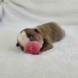 Boston Terrier Puppies from White Valley Boston Terriers