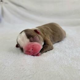 Boston Terrier Puppies from White Valley Boston Terriers