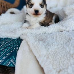 Apple Jacks - Wolf sable female Pomsky puppy in Yavapai County, Arizona from Pawsh Pomskies