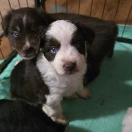 Karat - Red tri-color female Miniature American Shepherd puppy in Vancouver, Washington from BonDrew's Miniature American Shepherds