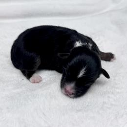 Warner - Black tri male Toy Australian Shepherd puppy in Bly, Oregon from Apacheblus Toy Aussies