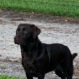 Labrador Retriever and Siberian Husky All Grown Up from Thornbury Kennel