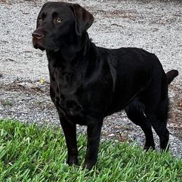 Labrador Retriever and Siberian Husky All Grown Up from Thornbury Kennel