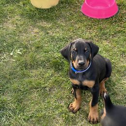 Doberman Pinscher Puppies from Jensen Dobermans