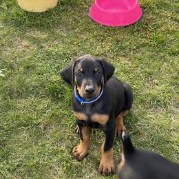 Doberman Pinscher Puppies from Jensen Dobermans