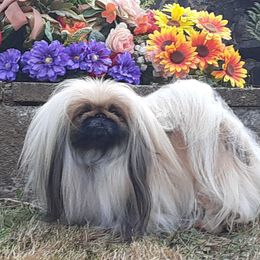 CARMELLA - Pekingese