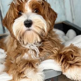 Robbie - Australian Labradoodle