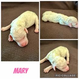 Mary - White female Poodle puppy in Piqua, Kansas from Legacy Farms Standard Poodles