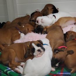 Boxer Puppies from Sanchez Boxers